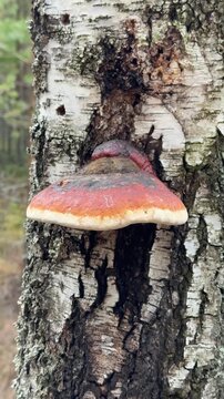Birch polypore fungus on tree trunk in forest, medicinal mushroom used in traditional herbal practices and natural remedies