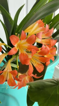 Clivia orange flowers in pot on windowsill, indoor houseplant close up