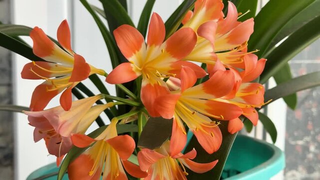 Clivia orange flowers blooming in pot on windowsill, indoor plant with green leaves in natural light closeup