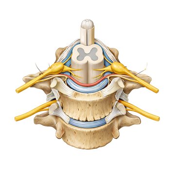 Cross section of human cervical vertebra with spinal cord and nerve roots 3D illustration