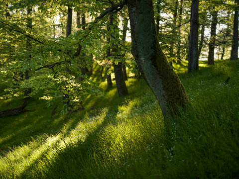 Fresh green in a beech forest in Hessen, Germany (Lahntal) with some backlight in early evening.