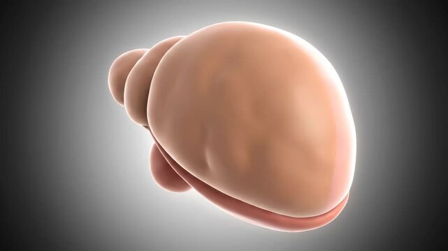 3D Human Pancreas Endocrine Organ Visualization with Lobular Structure