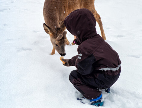 A small child gives a deer a piece of bread in a snowy winter