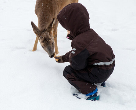 A small child gives a deer a piece of bread in a snowy winter
