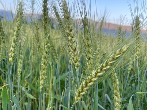green wheat crops (Triticum aestivum)