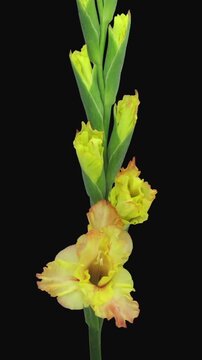 Time lapse of opening yellow gladiolus flower isolated on black background, vertical orientation