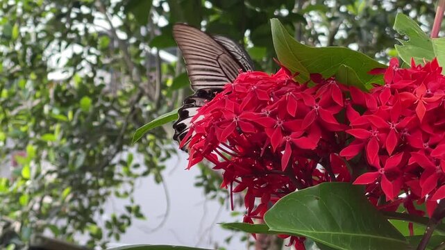 Close-up video of a butterfly perched on vivid red ixora blossoms in Vietnam, showing calm insect movement and lush green leaves.