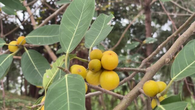 Yellow banyan figs (Ficus benghalensis) filmed on leafy branches in Vietnam, showing tropical fruit clusters for botanical and nature footage.