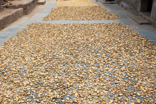 Monkey Jack Fruit Slices Sun Drying on Ground, Monkeyjack, Artocarpus, Lacucha, Fruit, Sun-dry