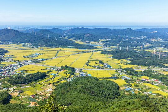 벼,논,도로,주택,마을,진당산,마강리,주포면,보령시,충남