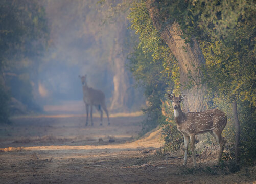 Chital Deer with Blue Buck in woodland scene