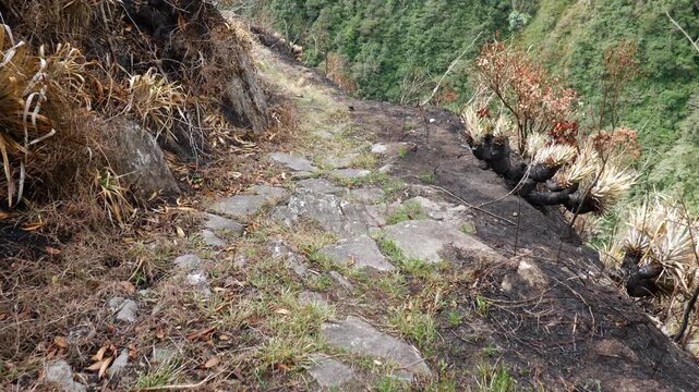 Walking along a remnant of an Inca Road in Ecuador. In the Rio Verde Chico Valley near Banos in the Ecuadorian Andes. Only a few sections of this presumably Inca stonework remain on this trail.