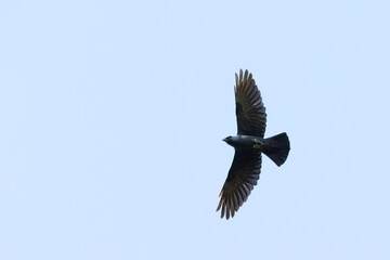 Obraz premium jackdaw with outstretched wings in the sky, grey and black plumage, grey-black bird with blue eyes, Corvus monedula, a jackdaw in flight against a blue sky, jackdaw view from below