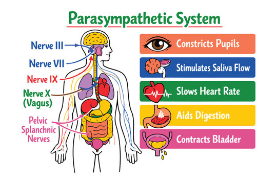 Parasympathetic nervous system anatomy illustration with labeled nerves Vector
