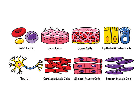 Illustrated human cell types infographic with labels Vector
