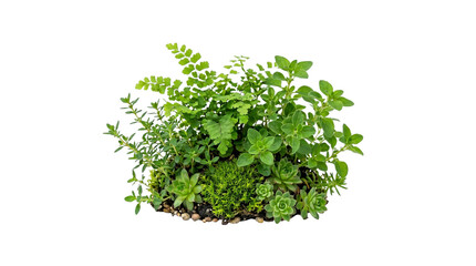 Fototapeta premium Fresh green herbal and botanical arrangement with fern succulents and moss isolated
