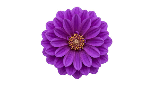 Top view macro shot of a blooming purple dahlia flower with symmetrical petals isolated