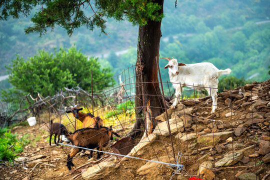 Wild free roaming goats herd grazing at mountains on Ikaria island, Greece at town of Karavostamo longevity blue zone