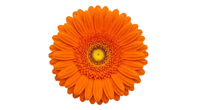 Top view macro shot of a blooming orange gerbera daisy flower with yellow center isolated