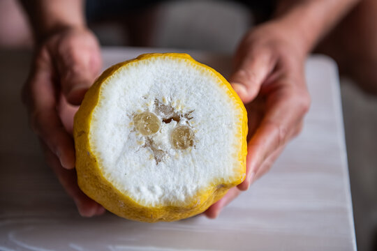 Amalfi lemon sfusato amalfitano citrus Italian fruit originally from Italy grown on Ikaria island Greece longevity blue zone hand holding