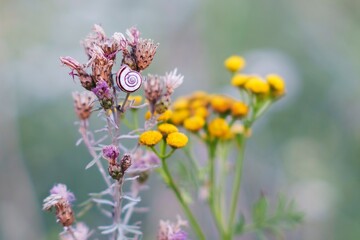 Snail on wildflower stem next to yellow tansy flowers in a meadow in Thuringia, Germany © MD Photography