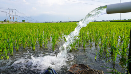 Obraz premium Irrigation of rice fields using pump wells with the technique of pumping water from the ground to flow into the rice fields. The pumping station where water is pumped from a irrigation canal system.