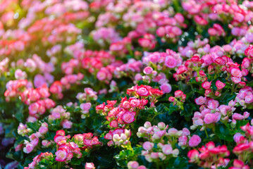 Fototapeta premium Pink begonia flowers with red edges in a garden. vibrant floral background with lush green leaves under soft natural sunlight. high quality nature photography.