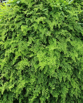Feuillage du Ginkgo biloba ou arbres aux quarante ou mille &eacute;cus