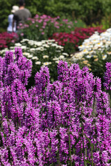 Obraz premium purple flowers in the garden