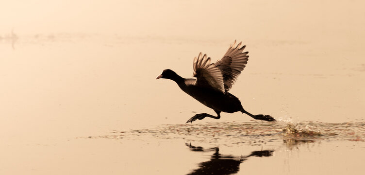 Eurasian Coot running on Water at Sunset