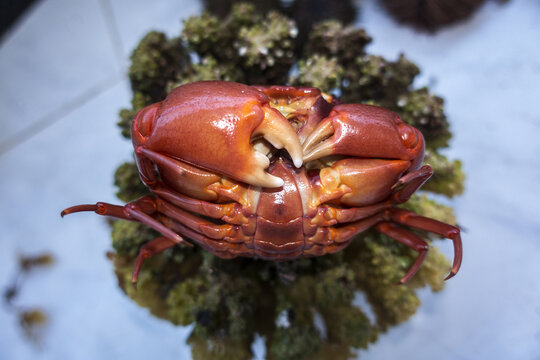 게,집게발,다합,Dahab,시나이반도,이집트