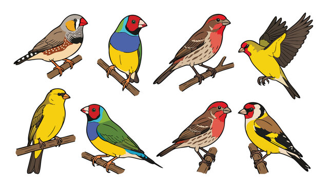 Finch Bird Vector Illustration Set Perching Songbird Collection
