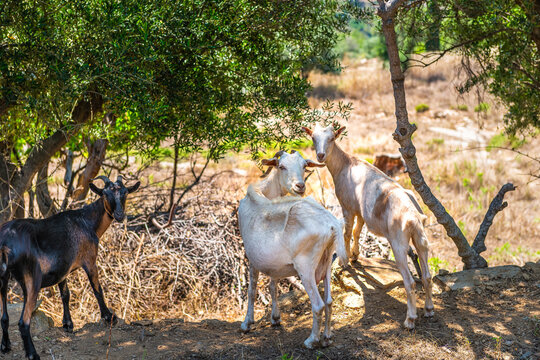 Goats goat grazing on grass field with bell, domestic farm free range farm animals raised for meat on Ikaria island, Greece longevity blue zone