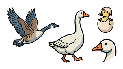Goose Vector Set Farm Bird Collection with Flying Walking and Chick © welyalfian