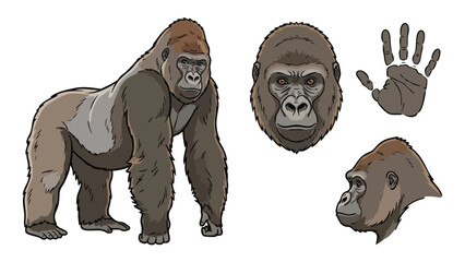 Gorilla Vector Set Realistic Primate Illustration with Body Head and Hand © welyalfian