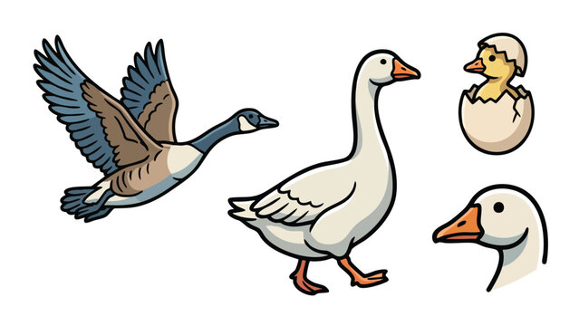 Goose Vector Set Farm Bird Collection with Flying Walking and Chick