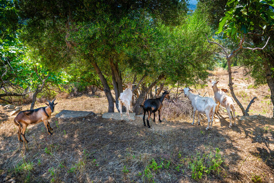 Goats goat grazing on grass field with bell, domestic farm farm animals raised for meat on Ikaria island, Greece longevity blue zone