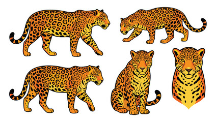 Jaguar Vector Set Walking Sitting and Portrait Wild Cat © welyalfian