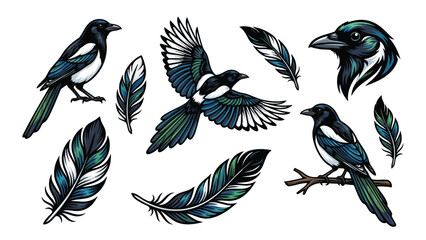Obraz premium Magpie bird illustration set with feathers isolated on white background