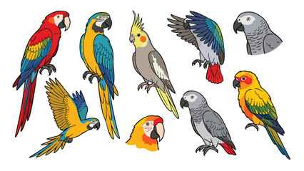Naklejka premium Parrot species collection with macaw cockatiel and african grey vector illustration