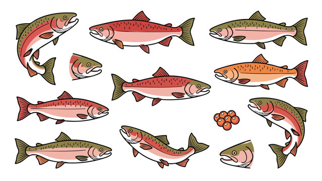 Salmon fish lifecycle set with different poses and roe illustration