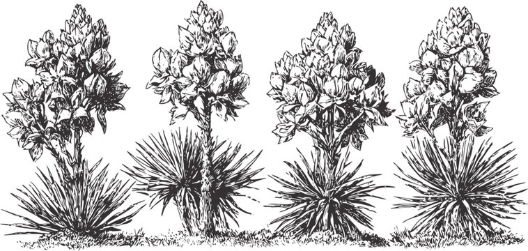 Hand drawn yucca plants with blooming flowers botanical illustration of desert flora in vintage black and white