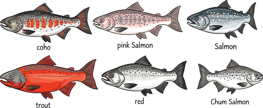 
Colorful Salmon and Trout Fish Species Collection Vector with Coho Pink Red Chum and Labeled Aquatic Elements