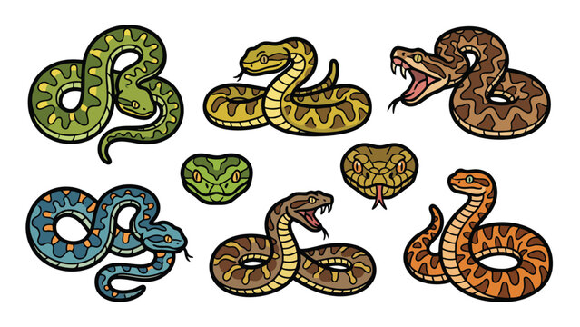 Various Viper Snake Species Vector Character Set