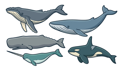 Various Whale Species Vector Character Set © welyalfian