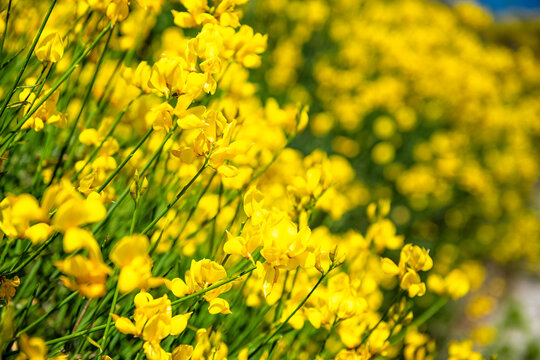 Spartium junceum yellow broom or Spanish broom wild flowers wildflower in Ikaria, Greece of Perdiki village at longevity blue zone macro closeup