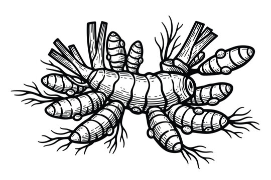 Engraved turmeric rhizome vector, ginger family plant used as spice and medicine.