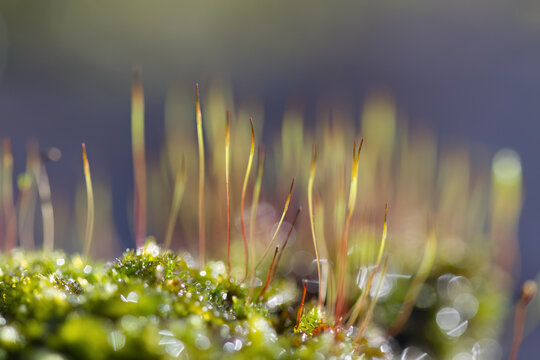 Close-up of nodding moss surrounded by tall moss and bright sunlight, long green-purple stems of nodding moss and bokeh, Pohlia nutans