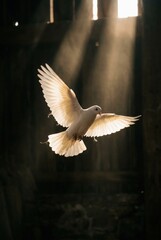 Obraz premium White dove flying through golden sunlight beams in a dark atmospheric setting for spiritual branding, religious celebration and peace concepts with copy space