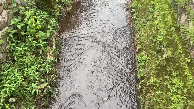 Narrow stream with clear water gently flowing between moss-covered stone banks. Dense green vegetation surrounds, ripples highlight calm natural movement in moist environment.